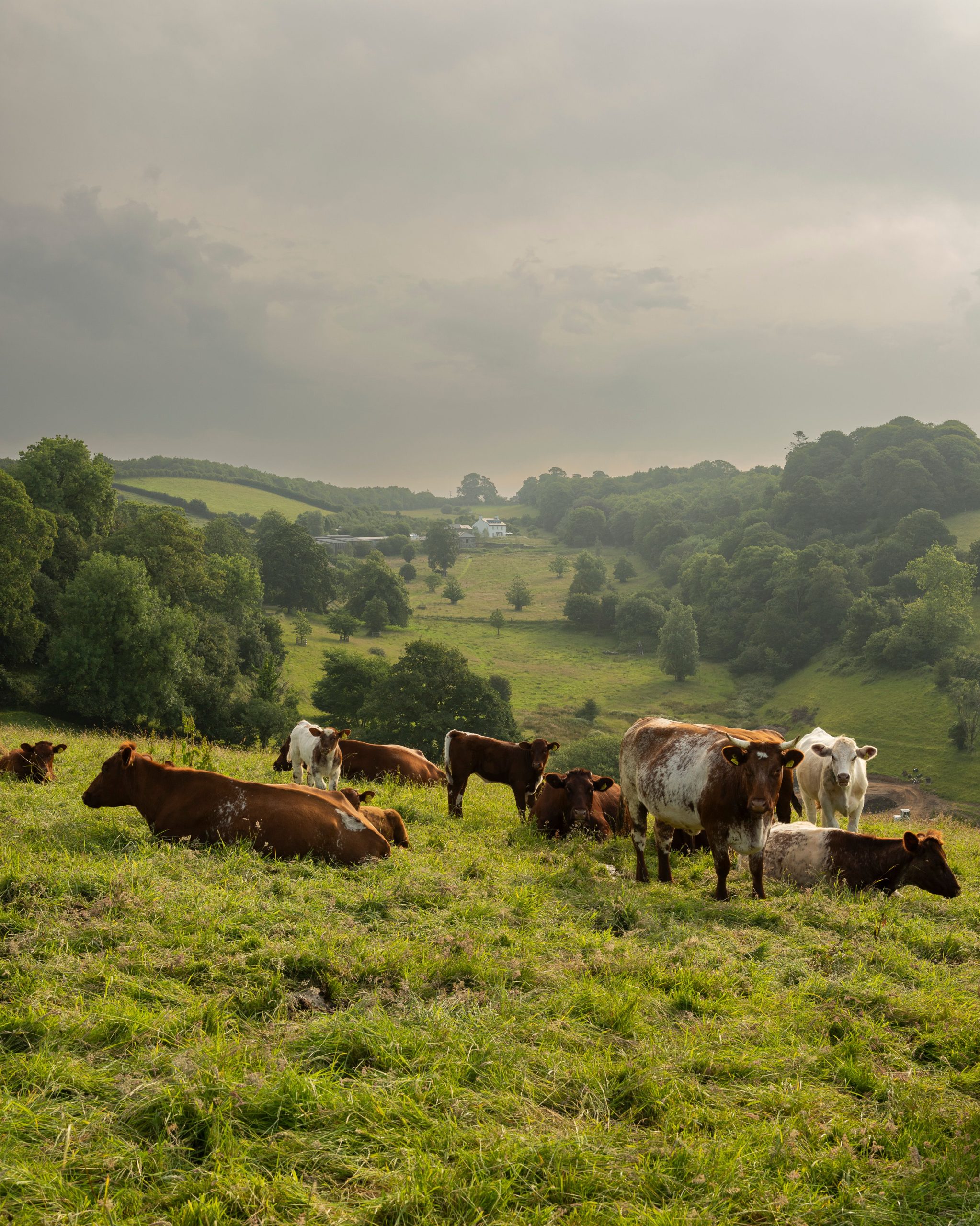 Devon Sent: It’s Time to Visit the Dreamy English County Starring in ‘Sense and Sensibility’